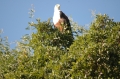 Fish eagle